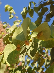 Pseudolachnostylis maprouneifolia