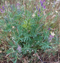 Lupinus gredensis