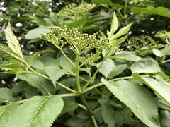 Sambucus nigra