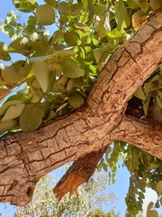 Pseudolachnostylis maprouneifolia