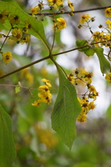Rumfordia floribunda