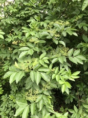Sambucus nigra