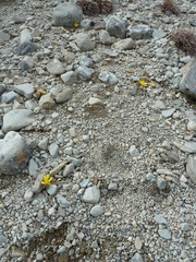 Ranunculus crithmifolius