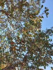 Pseudolachnostylis maprouneifolia