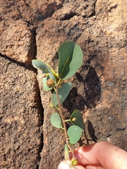 Pseudolachnostylis maprouneifolia