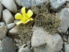 Ranunculus crithmifolius