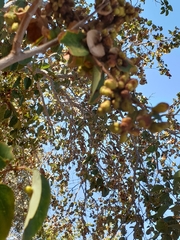 Pseudolachnostylis maprouneifolia