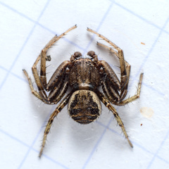 Xysticus kochi
