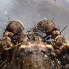 Xysticus kochi