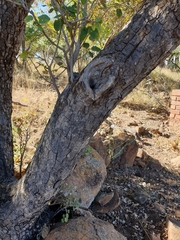 Pseudolachnostylis maprouneifolia