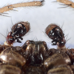 Xysticus kochi