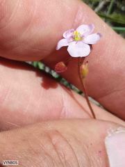 Drosera natalensis