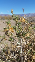 Senecio subulatus erectus