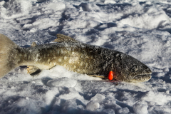 Salvelinus leucomaenis