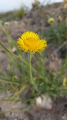 Hysterionica jasionoides