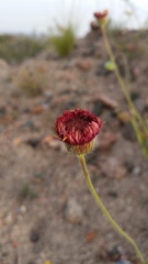 Hysterionica jasionoides