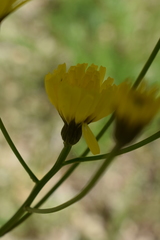 Crepis lampsanoides