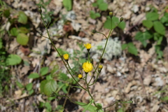 Crepis lampsanoides