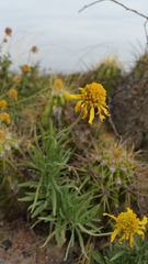 Gaillardia megapotamica