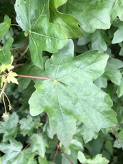 Acer campestre