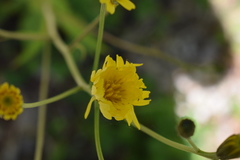 Crepis lampsanoides