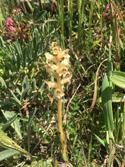Orobanche clausonis
