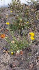Hysterionica jasionoides