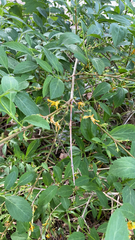 Forsythia × intermedia