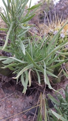 Gaillardia megapotamica