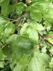 Acer campestre