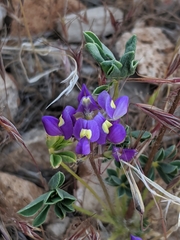 Lupinus flavoculatus