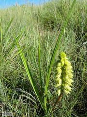 Orthochilus foliosus