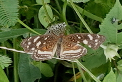 Anthanassa drusilla drusilla