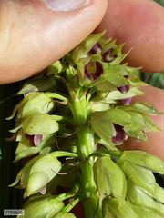 Orthochilus foliosus