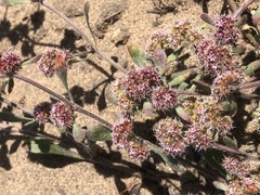 Chorizanthe cuspidata cuspidata