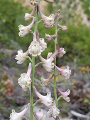 Delphinium hansenii