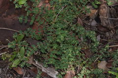 Euphorbia cozumelensis