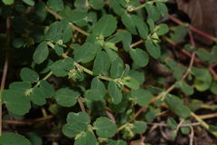 Euphorbia cozumelensis