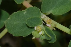Euphorbia cozumelensis