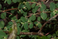 Euphorbia cozumelensis