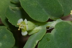 Euphorbia cozumelensis