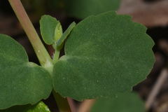 Euphorbia cozumelensis