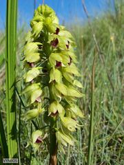 Orthochilus foliosus