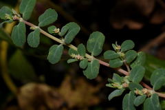 Euphorbia cozumelensis