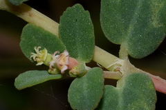 Euphorbia cozumelensis