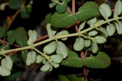 Euphorbia cozumelensis