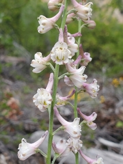 Delphinium hansenii
