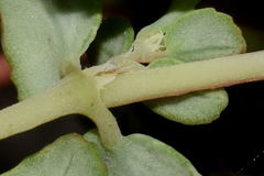 Euphorbia cozumelensis