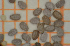 Euphorbia cozumelensis