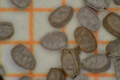 Euphorbia cozumelensis